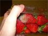 Botrytis on strawberries