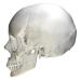 Articular tubercle of temporal bone - skull - lateral view