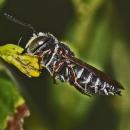 Coelioxys octodentata, Julie Metz Wetlands, Woodbridge, Virginia - 6008583209