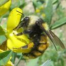 Bombus appositus lateral2