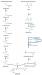 Capsaicin biosynthetic pathway