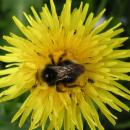 Bombus sylvestris- side (sylvestris01)