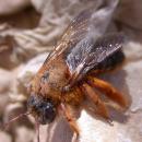 Xylocopa rufa