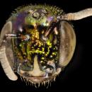 Ceratina buscki, f, Panama, face 2014-11-25-14.04.13 ZS PMax - USGS Bee Inventory and Monitoring Laboratory
