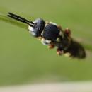 Cuckoo bee - Nomada flavoptica