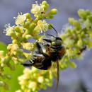 Southern Carpenter Bee - Xylocopa micans (14120116106)
