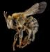 Stingless bee 3, f, side, peru 2014-07-30-13.17.15 ZS PMax (15839098322)