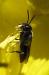 Hylaeus nivicola on Oenothera