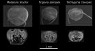 Heads and brains of stingless bees