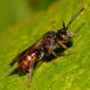 Nomada similis