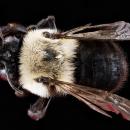 Anthophora abrupta female