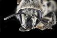 Colletes latitarsis, M, Face, MD, Baltimore 2013-06-23-19.10 (41377596452)