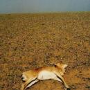 Mongolian Gazelle dead of drought