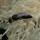 Hylaeus (Planihylaeus) trilobatus (11170504235)