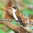 Cinnamon-sided Hummingbird