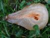 Rotten pear (2)