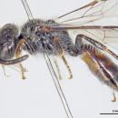 Leioproctus davisi m