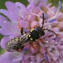 Nomada flavopictaDSC03486