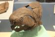 Dunkleosteus at Cleveland Museum of Natural History small