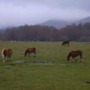 Caballos - panoramio