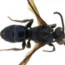 Sphecodes manskii m