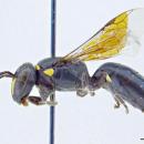 Hylaeus microphenax f