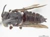 Coelioxys reginae m