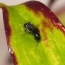 Crabronidae. Crossocerus species - Flickr - gailhampshire (1)