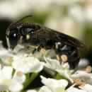 Hylaeus.signatus.male.5