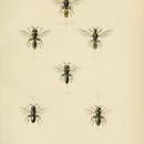 SaundersHymenopteraAculeataPlate19