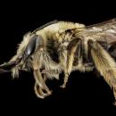 Eucera dubitata, f, ga,baker, side 2015-01-08-16.14.57 ZS PMax (16767475405)