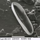 Diatom-half hg
