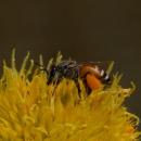 Drawf Honey Bee (India)