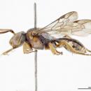 Nomada australensis m