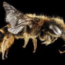 Osmia rufohirta, F, Side, Greece, Aegean Islands, Lesvos, Mytilene 2015-02-16-16.27.23 ZS PMax
