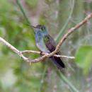 Honduran Emerald (Amazilia luciae) (2495402213)