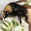 Bombus vandykei