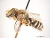 Megachile cygnorum