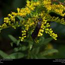 Great Black Wasp (Sphecidae, Sphex pensylvanicus) (30901487492)