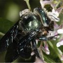 Xylocopa aeratus male1