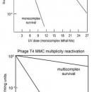 Phage T4 multiplicity reactivation