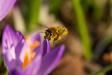 Biene Krokus Pollen
