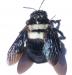 Xylocopa caffra, wyfie, c, wit droëklimaatvorm