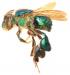 Euglossa williamsi