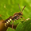 Nomada zonata m