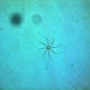 Bacteriastrum delicatulum 06-2(200X)