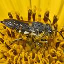 Megachilidae - Coelioxys species