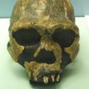 Homo ergaster skull replica, World Museum Liverpool