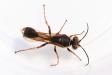 Orientalische Mauerwespe Sceliphron curvatum 9763c