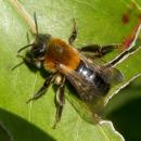 Andrena nitida